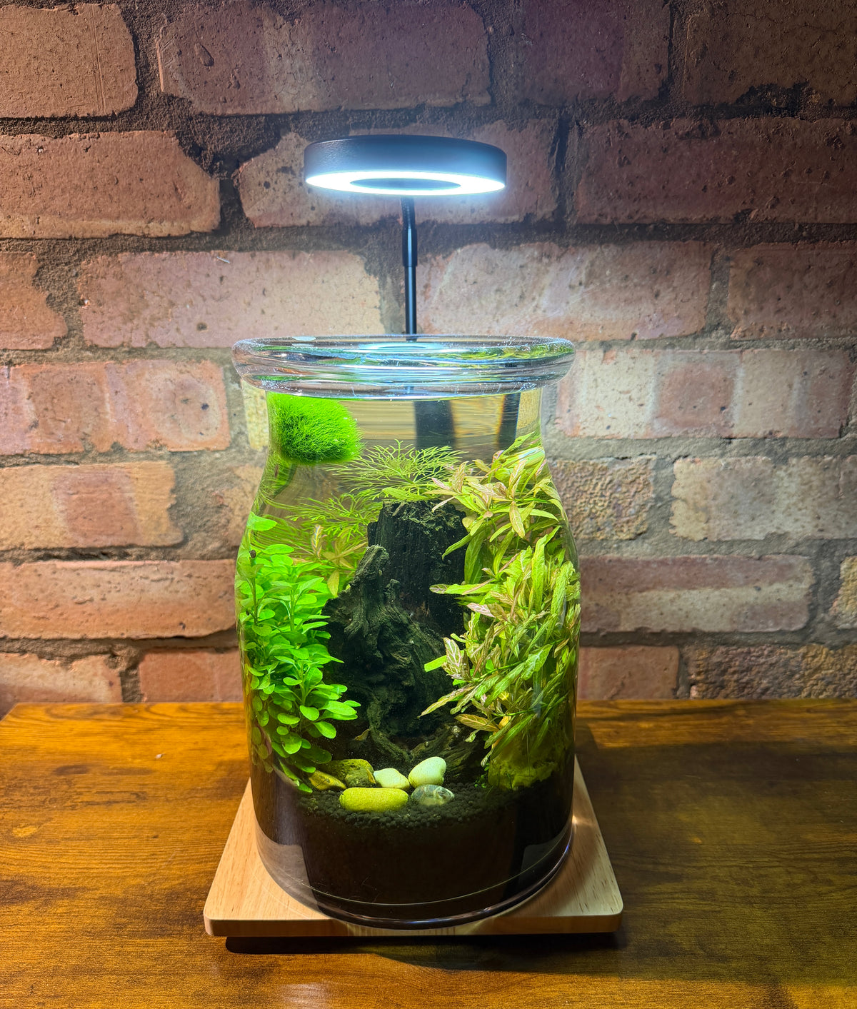 plant terrarium lamp TinyEcosystem Lamp – TinyEcosystems